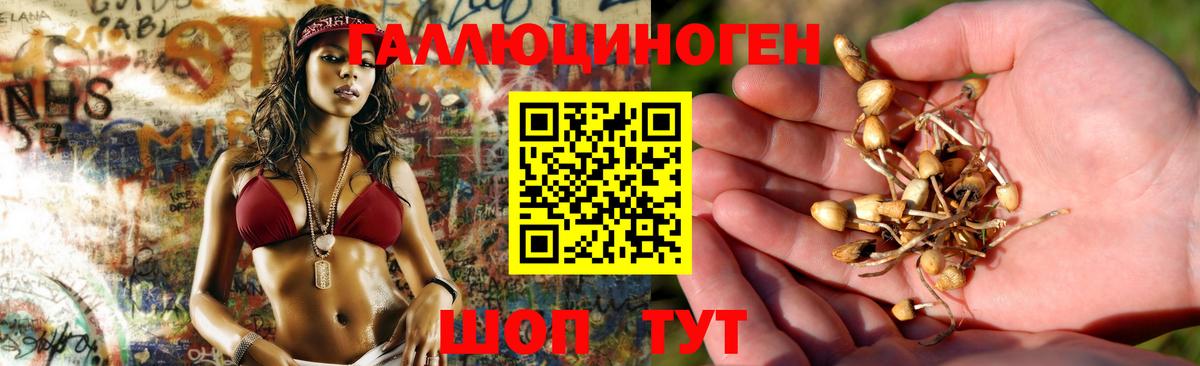 Новоалтайск  Галлюциногенные грибы Psilocybine cubensis  закладки  Вход с VPN 